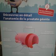 Affiche anatomie de la prostate.